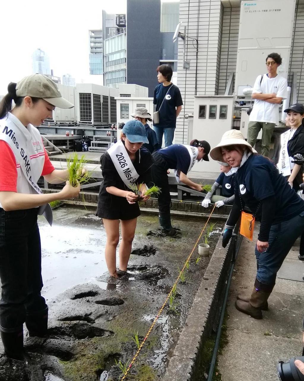  『白鶴銀座天空農園 』　２０２６年の今年が最後の田植えです
　　～　白鶴酒造　～