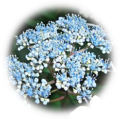  2026 七色に色づく紫陽花の情趣漂う初夏の大名庭園