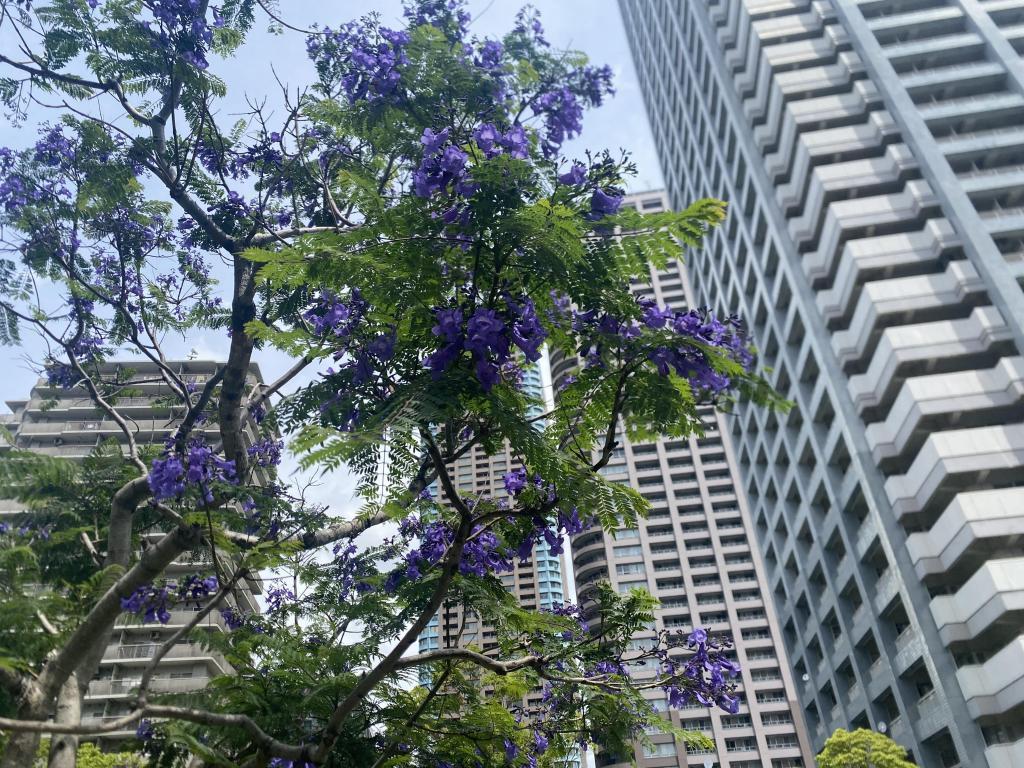  ジヤガランダ開花
              〜佃のリバーシティ21〜