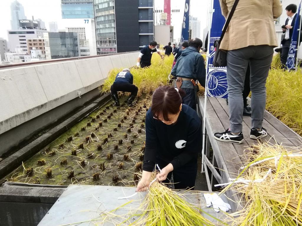  「銀座でつくったお米の日本酒」
　『白鶴 翔雲 純米大吟醸 銀座天空農園 白鶴錦』
　２０２６　今年も４０本限定発売
　　～　白鶴酒造　～