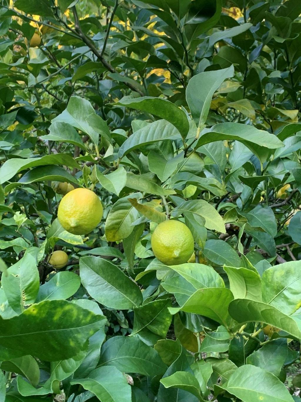  「LEMON LAGER」発売
　　～　国分首都圏・ROJI日本橋　～
