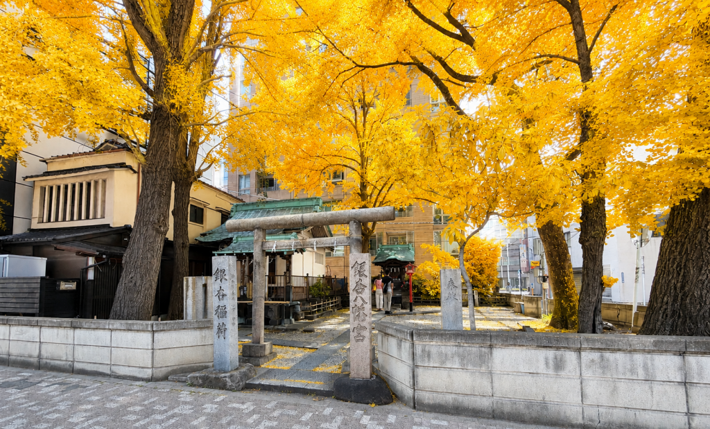 本祭りも楽しみだけど、銀杏の黄葉も楽しみ 中央区『本祭り』当たり年プラスワン：銀杏八幡宮例大祭（8/28-29）手に汗握る「斜め神輿」は必見です‼️