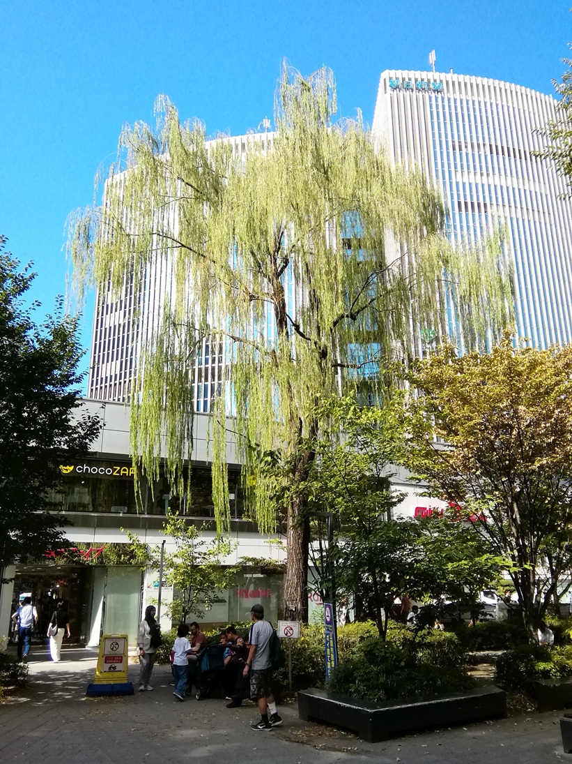  大好きな「柳の木」が、無い！　無くなっています！
　　～　数寄屋橋公園　～