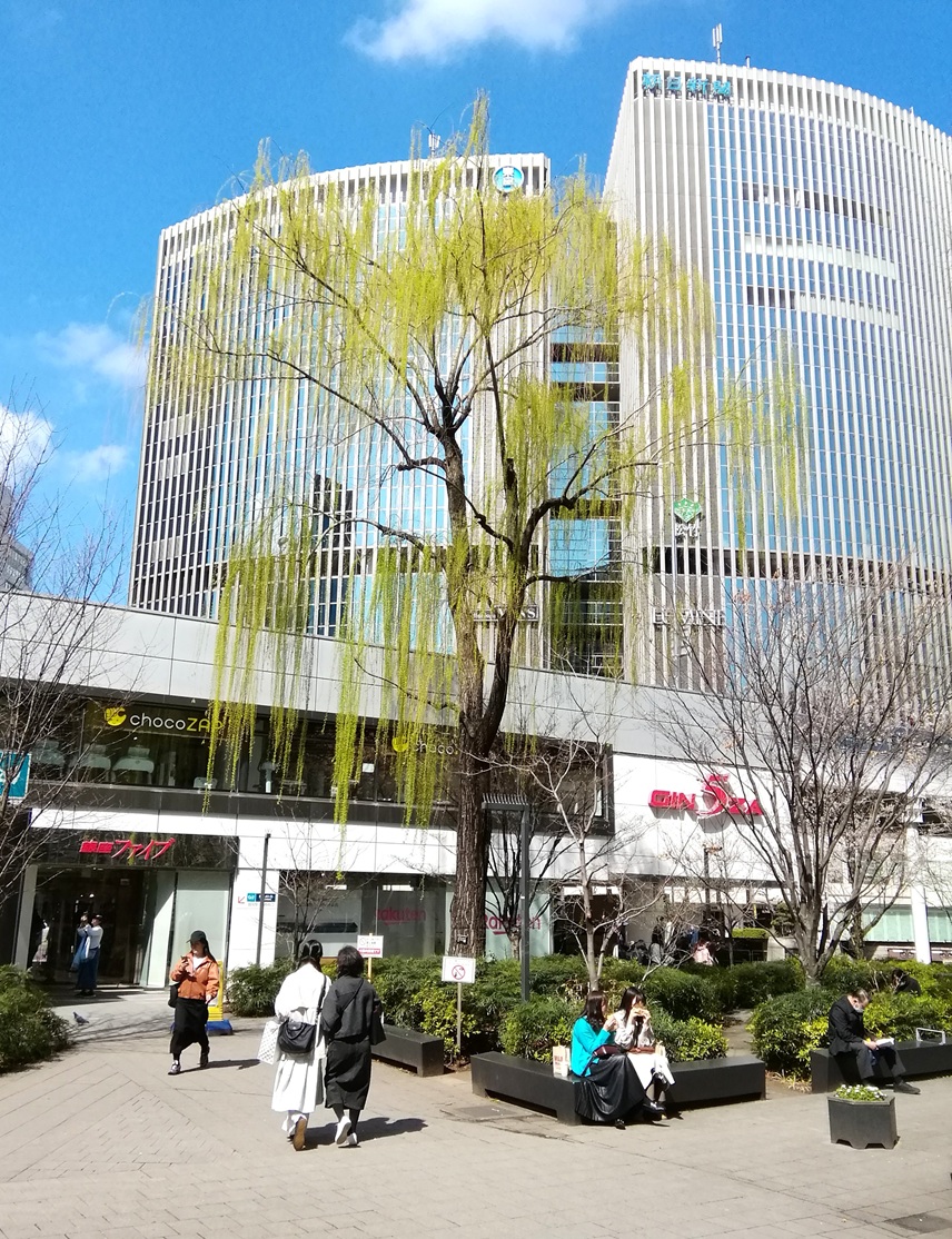  大好きな「柳の木」が、無い！　無くなっています！
　　～　数寄屋橋公園　～
