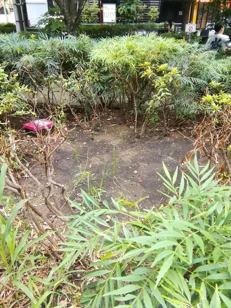  大好きな「柳の木」が、無い！　無くなっています！
　　～　数寄屋橋公園　～