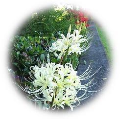  2026 秋の彼岸を彩る神秘的な朱紅色の「曼珠沙華」
