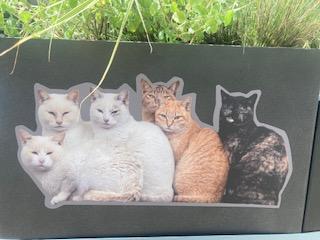まずは、カメラ目線キャッティーズ　ゲット 無敵すぎる猫たち