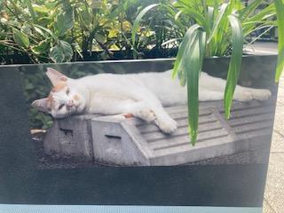 そして、そこからはす向かいの… 無敵すぎる猫たち