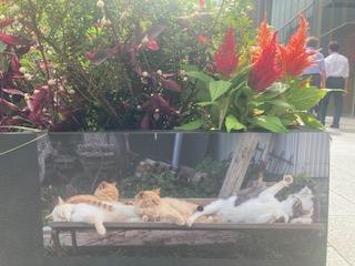 こちらで、おしまい？ 無敵すぎる猫たち