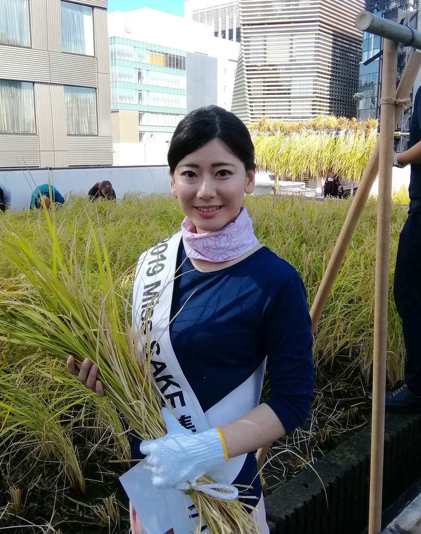 そして、２０１９ Miss  SAKE   準グランプリ　冨田梨花さんにもインタビューです。 ２０１９白鶴銀座天空農園　稲刈り
　～　白鶴酒造　～