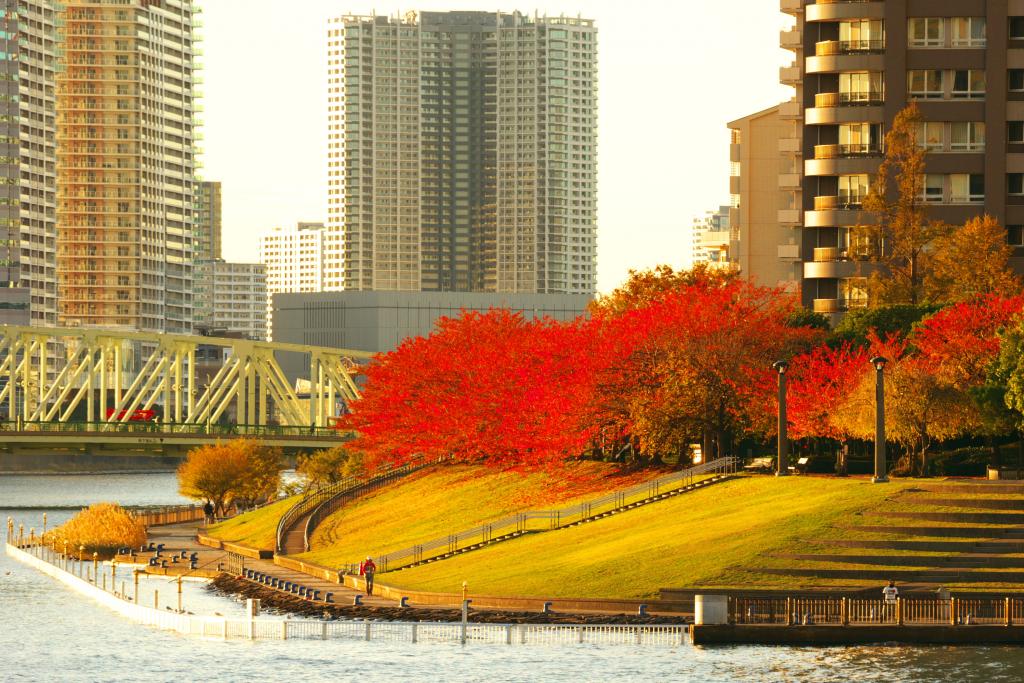 石川島公園付近 隅田川テラスの秋の名残